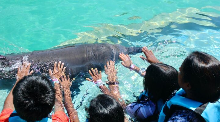 Dolphin Activities and Dolphinaris: Unforgettable Experiences in Riviera Maya